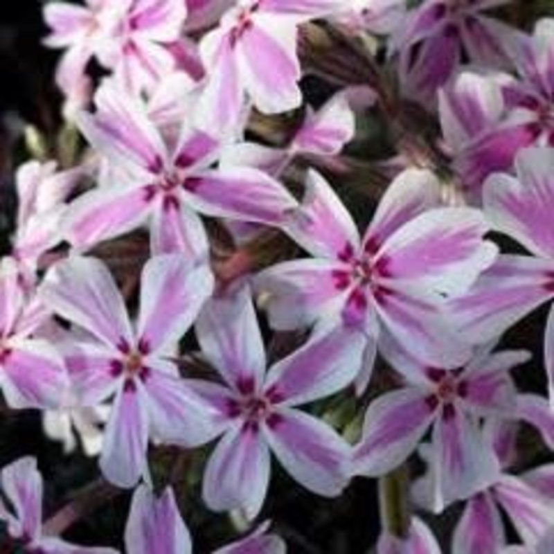 Phlox Creeping Candy Stripe qt