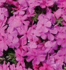 Phlox Creeping Drummond's Pink 8"