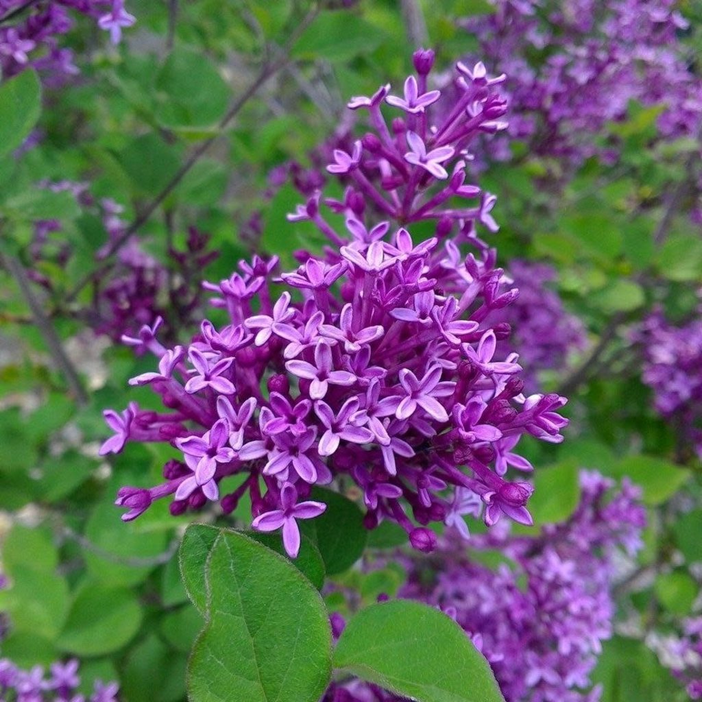 Syringa Bloomerang Dark Purple 3