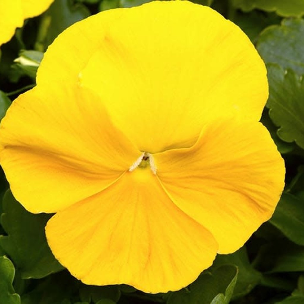 Pansy Yellow 6"