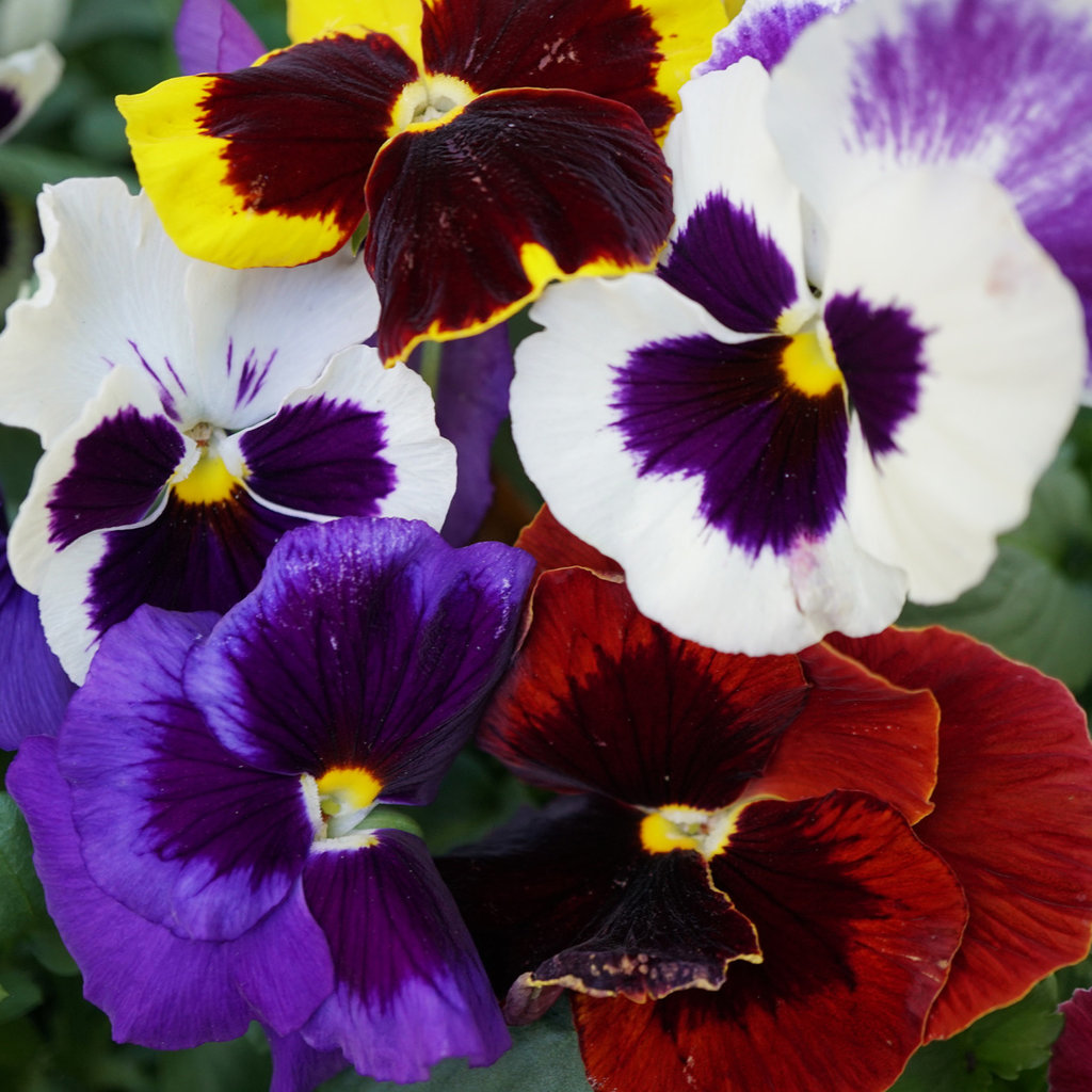 Flat of 6" Mixed Pansies