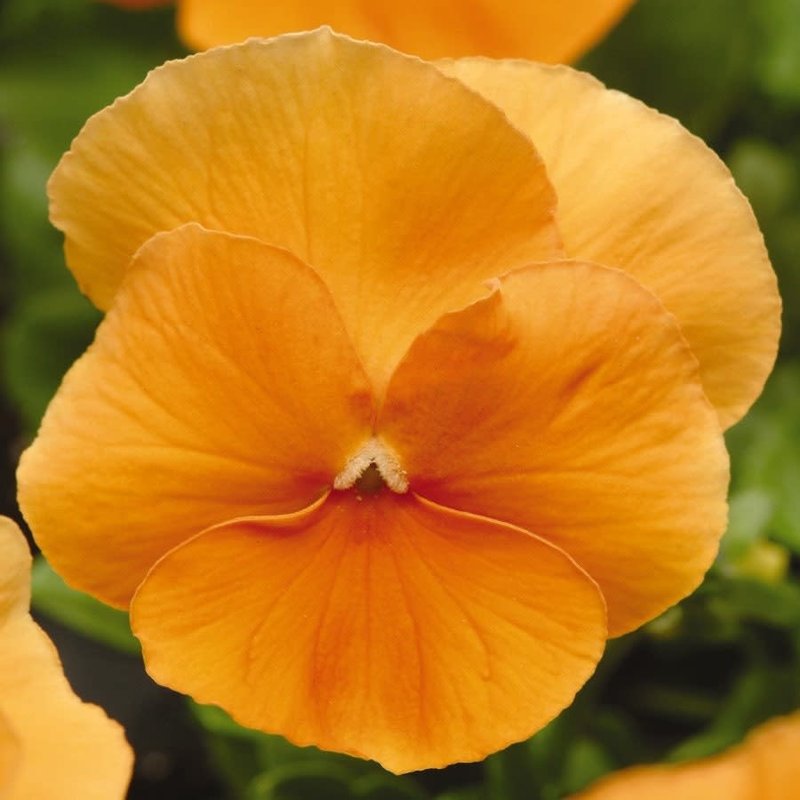 Pansy Orange 6"