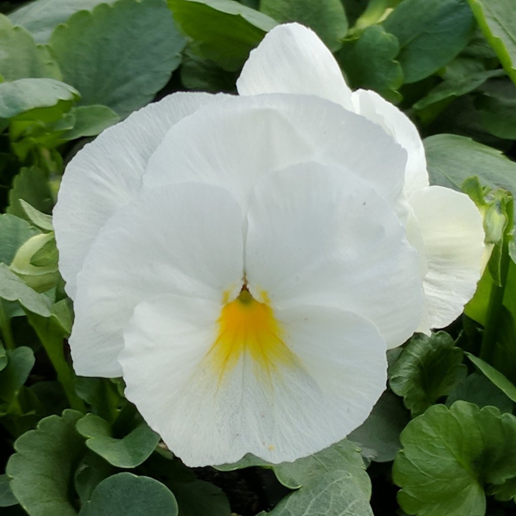 Pansy White 6"