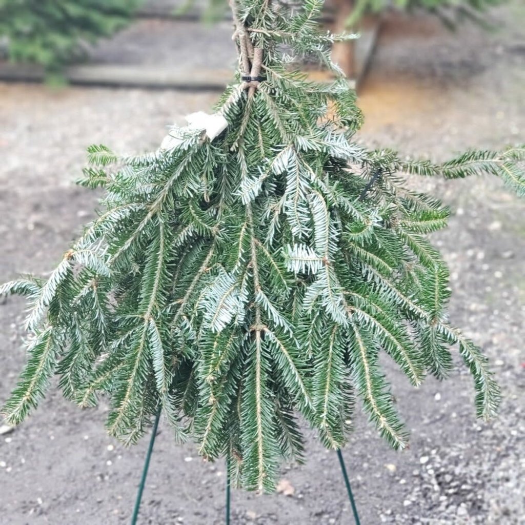 Frasier Fir