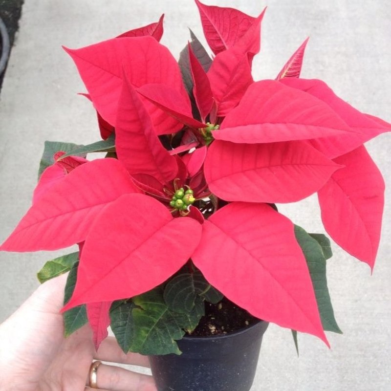 Poinsettia 4.5", 3-4 bl