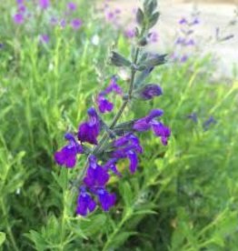 Salvia gr Nuevo Leon Purple qt