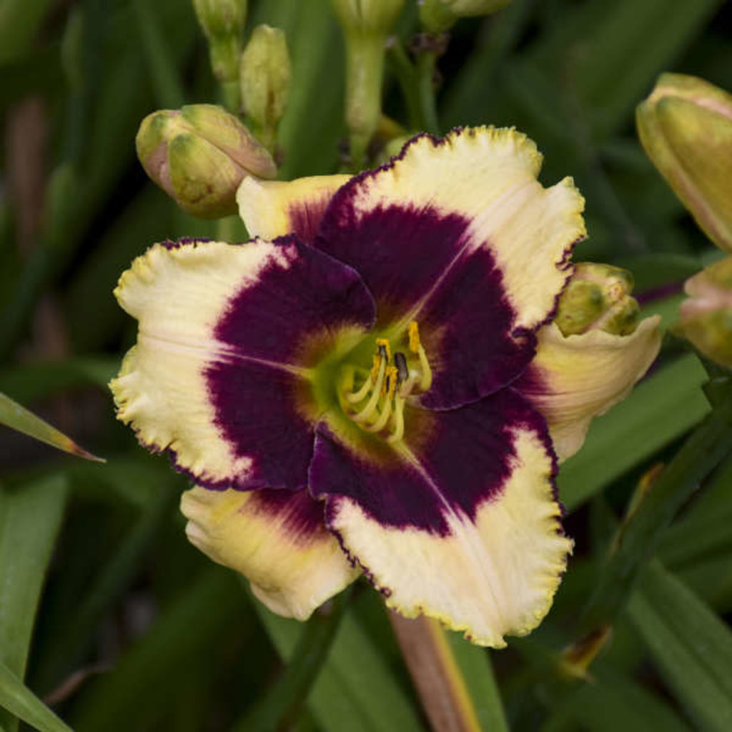 Hemerocallis Blackthorne Daylily 600