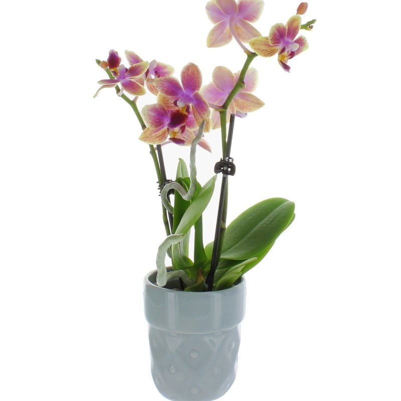Orchid in Ceramic 3.5"