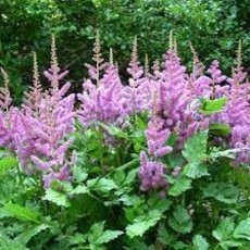 Astilbe Purple Candles 1