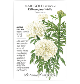 BI Seed, Marigold African Kilimanjaro White