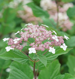 Hydrangea arb Invincibelle Lace 3