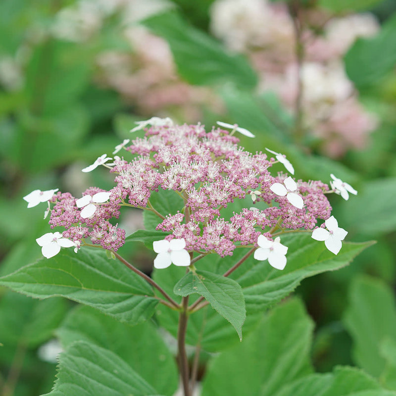 Hydrangea arb Invincibelle Lace 3