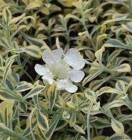 Silene Druett's Variegata qt