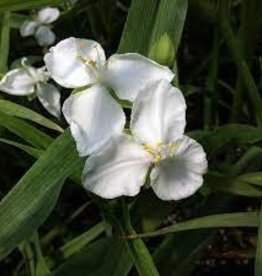 Tradescantia Innocence Spiderwort 1