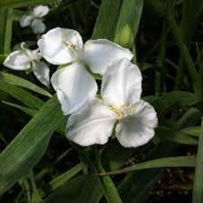 Tradescantia Innocence Spiderwort 1