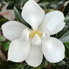 Magnolia Little Gem 7