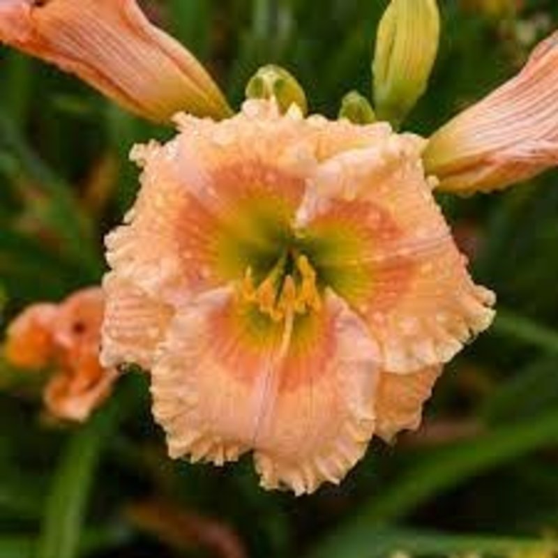 Hemerocallis Orange Smoothie Daylily 1