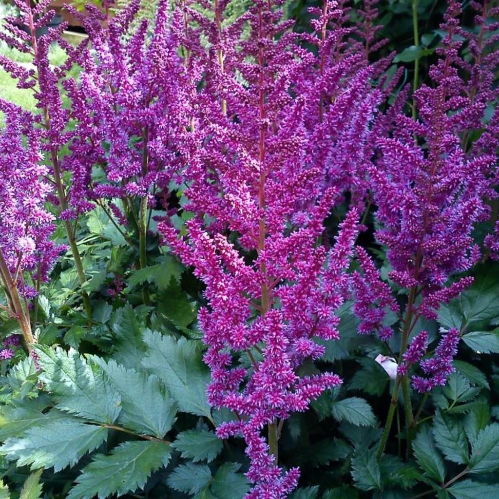 Astilbe Purple Candles 1