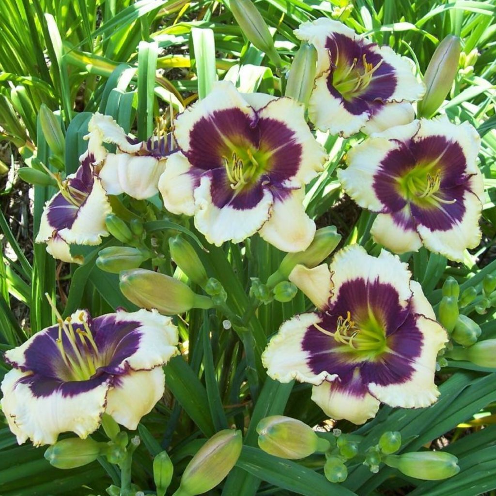 Hemerocallis Blackthorne Daylily 600