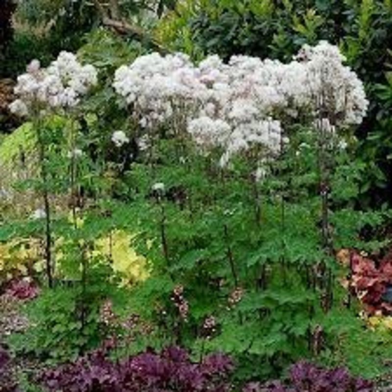 Thalictrum Nimbus White Meadow Rue qt