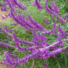 Salvia leucantha Mexican Bush Sage 1