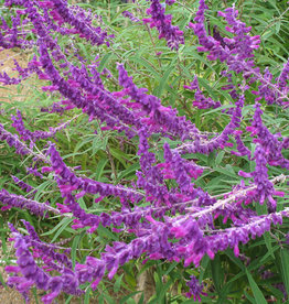 Salvia leucantha Mexican Bush Sage 1