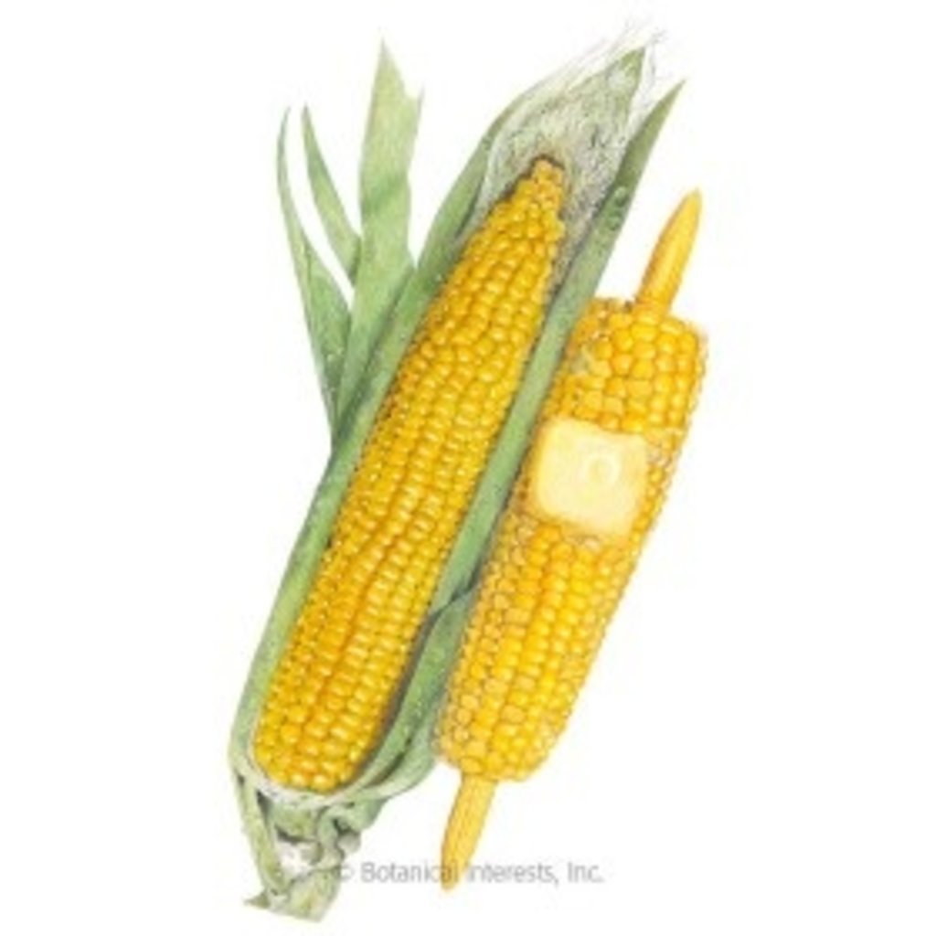 BI Seed, Corn Sweet Yellow True Gold Org