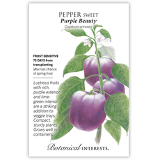 BI Seed, Pepper Sweet Purple Beauty