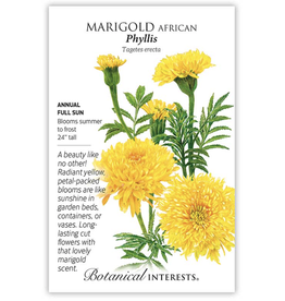 BI Seed, Marigold African Phyllis
