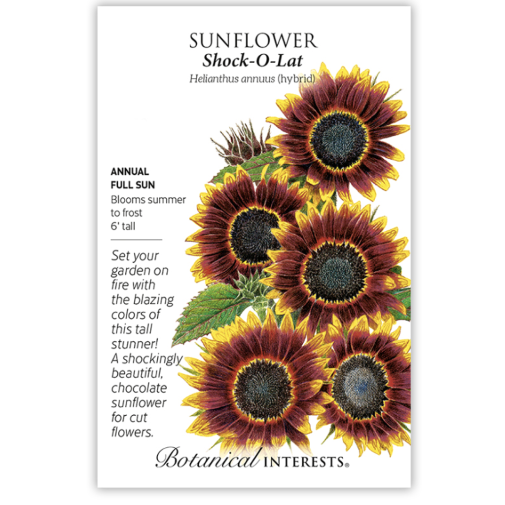 BI Seed, Sunflower Shock O Lat