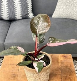 Philodendron Pink Princess on Pole 6.5"