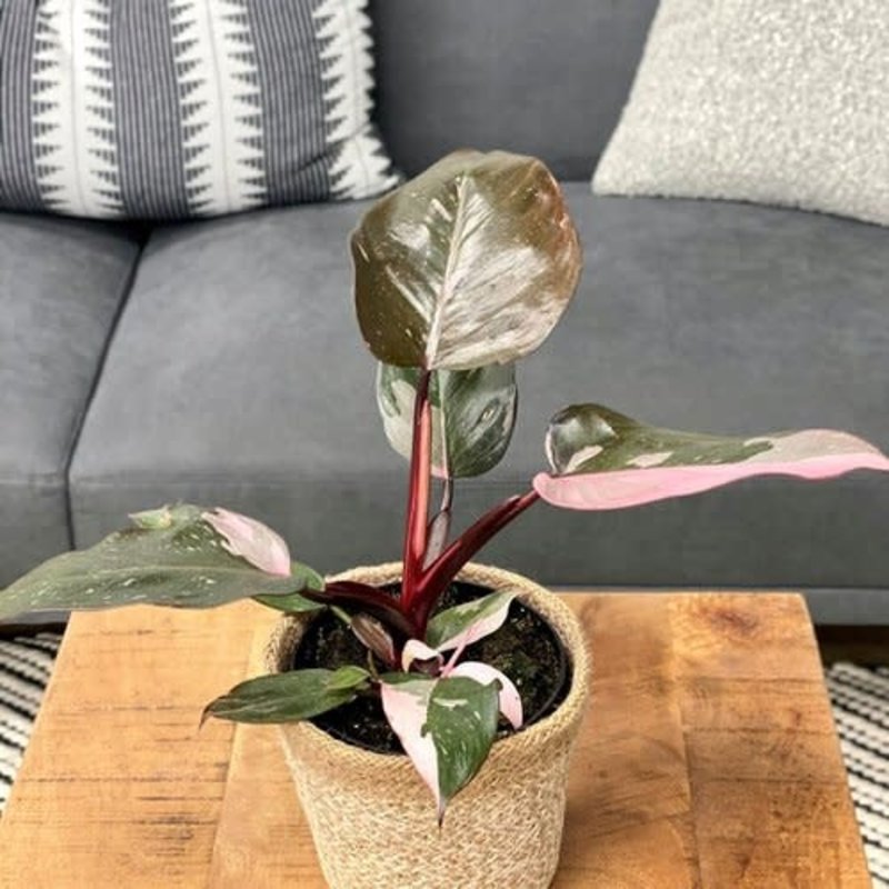 Philodendron Pink Princess on Pole 6.5"