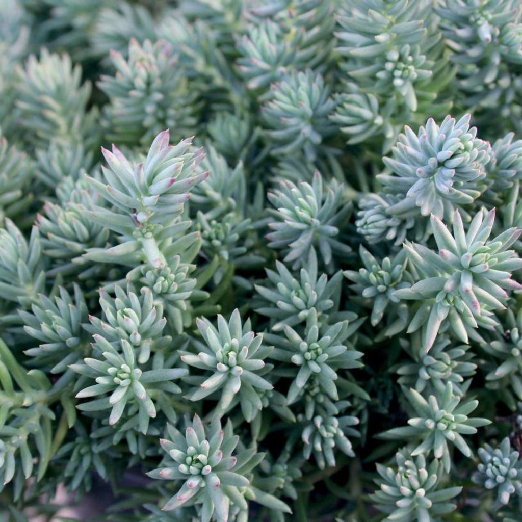 Sedum Blue Spruce qt