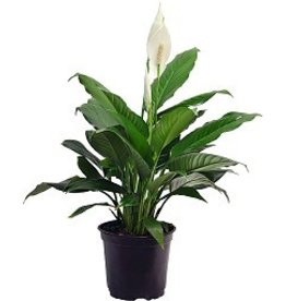 Spathiphyllum Peace Lily 8"