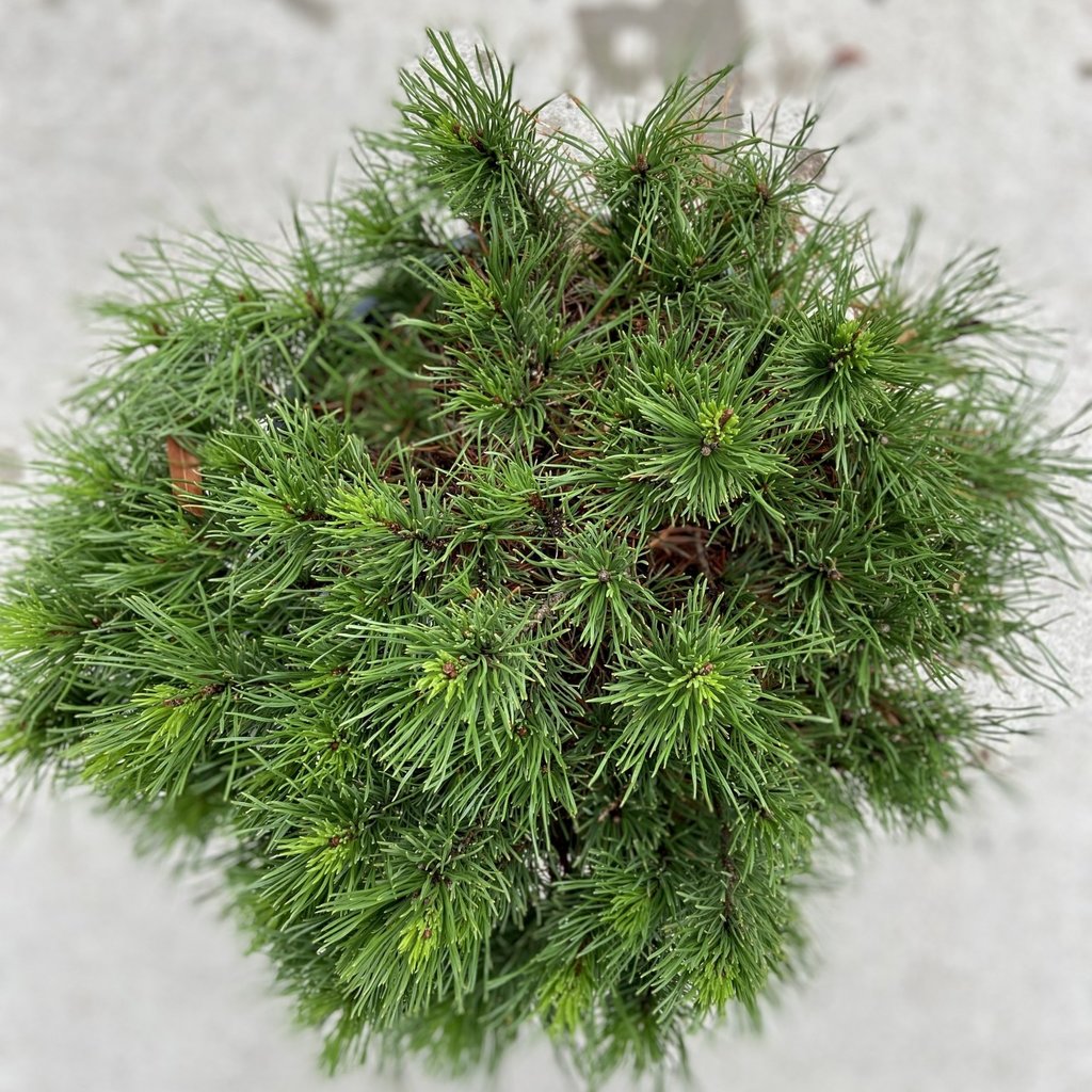Pinus Mugho 3