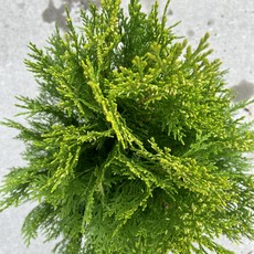 Thuja o Berkman's Gold 3