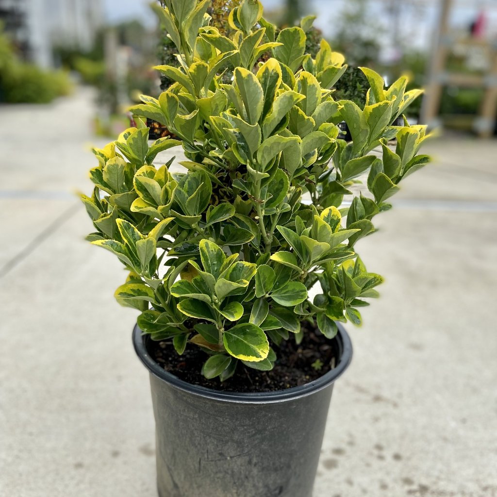 Euonymus Golden 3