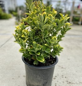 Euonymus Golden 3