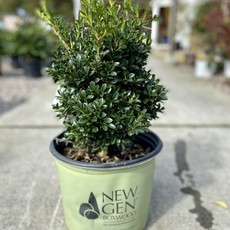 Buxus NewGen Independence 3