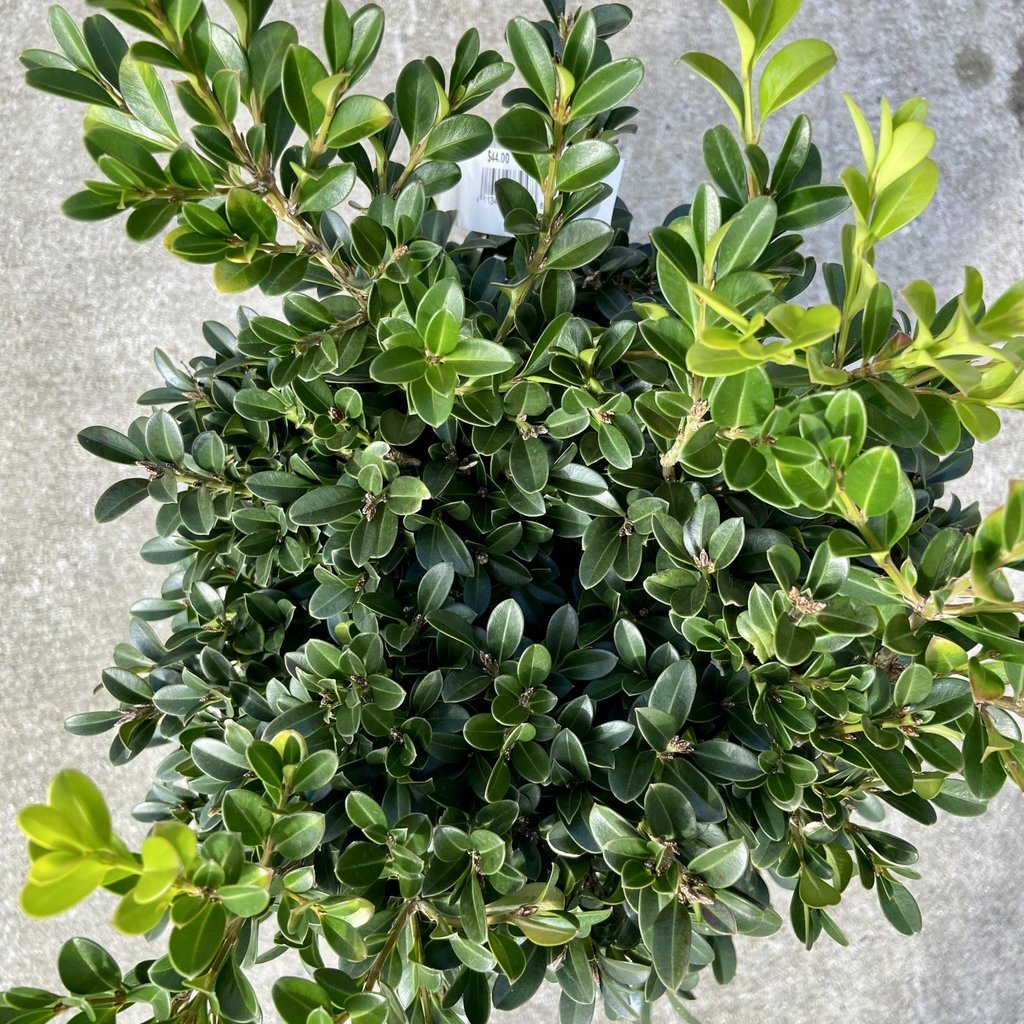 Buxus NewGen Independence 3