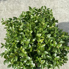 Buxus s English Boxwood 3