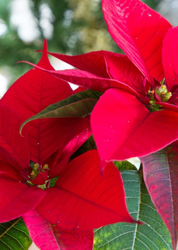 Tropicals Boulevard Flower Gardens