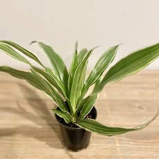 Dracaena White 3.5"