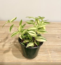 Tradescantia fluminensis Yellow Zebra 4"