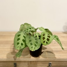 Maranta Red 4"