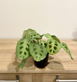 Maranta Red 4"