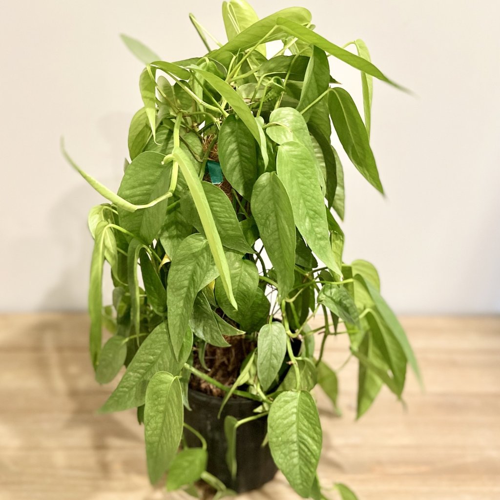 Pothos Cebu Blue Trellis 6"