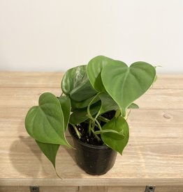 Philodendron Green 4"