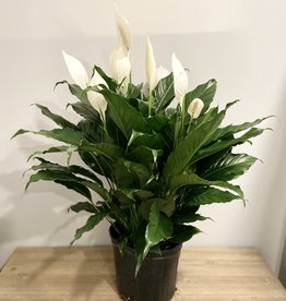 Spathiphyllum Peace Lily 10"