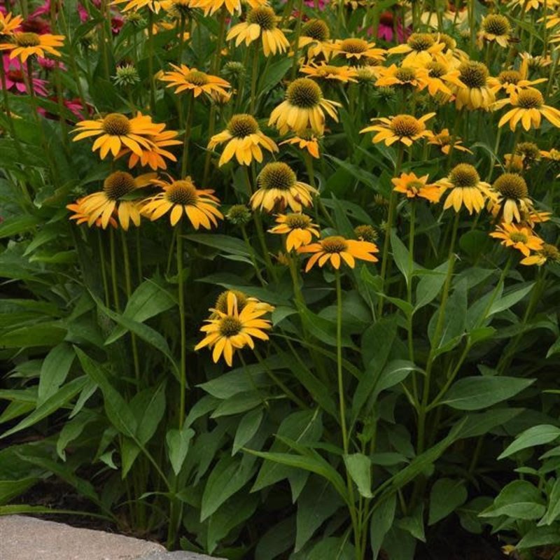 Echinacea Yellow Ombre Coneflower qt